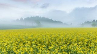 Thumbnail of post image 000