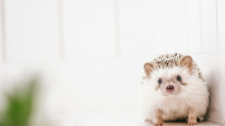 Thumbnail of post image 197