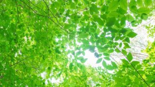 Thumbnail of post image 071